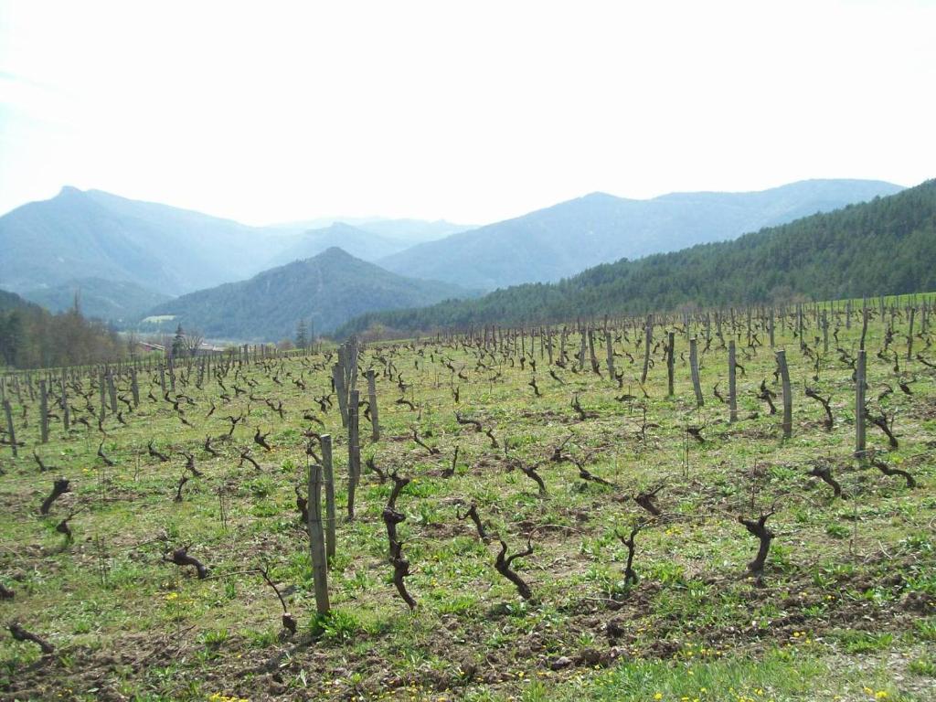 Le Vin De L'Ete Bed & Breakfast Ponet-et-Saint-Auban Ngoại thất bức ảnh